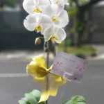 Bunga Rangkaian Anggrek 1 Tangkai RAG-001