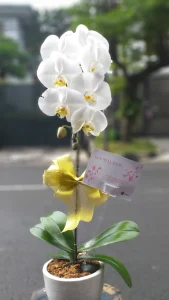 Bunga Rangkaian Anggrek 1 Tangkai RAG-001