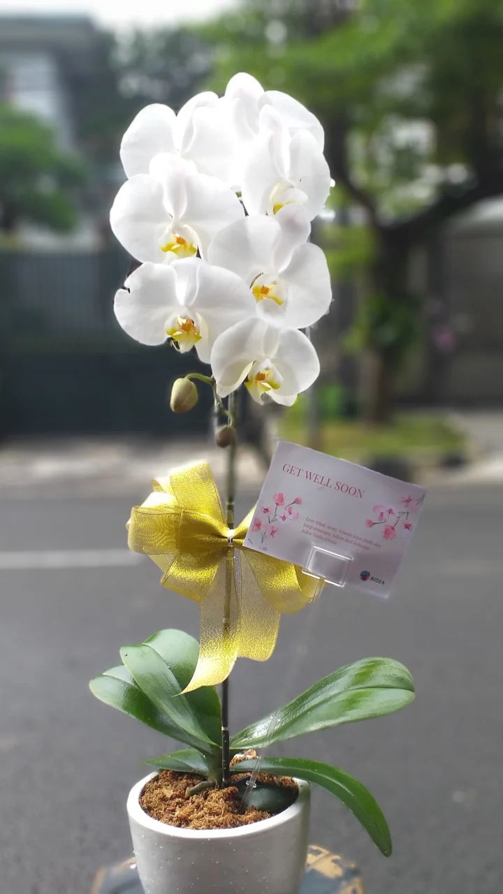 Bunga Rangkaian Anggrek 1 Tangkai RAG-001