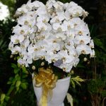 Bunga Rangkaian Anggrek 10 Tangkai RAG-010