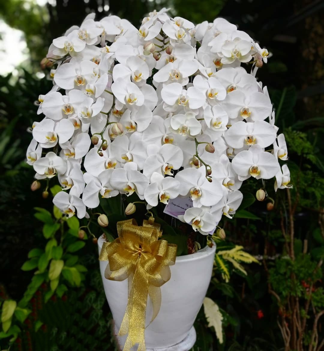 Bunga Rangkaian Anggrek 10 Tangkai RAG-010