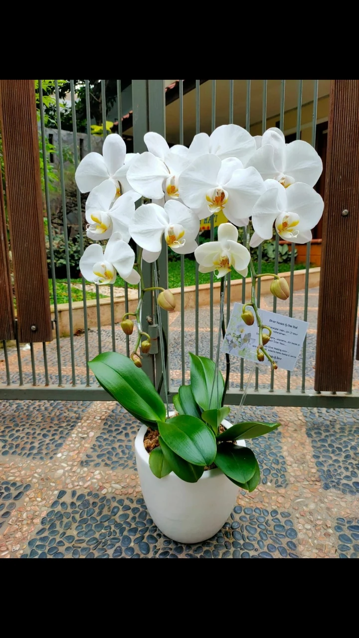 Bunga Rangkaian Anggrek 2 Tangkai RAG-002