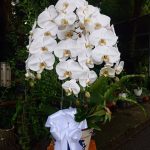 Bunga Rangkaian Anggrek 4 Tangkai RAG-004