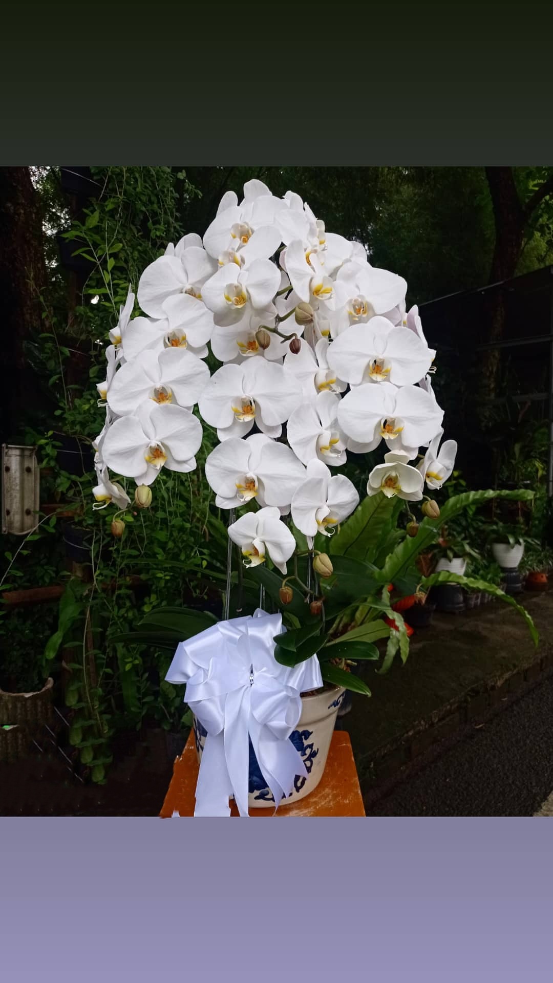 Bunga Rangkaian Anggrek 4 Tangkai RAG-004