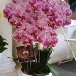 Bunga Rangkaian Anggrek 5 Tangkai RAG-005