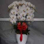 Bunga Rangkaian Anggrek 6 Tangkai RAG-006