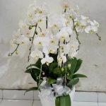 Bunga Rangkaian Anggrek 7 Tangkai RAG-007