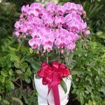 Bunga Rangkaian Anggrek 8 Tangkai RAG-008