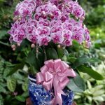 Bunga Rangkaian Anggrek 9 Tangkai RAG-009